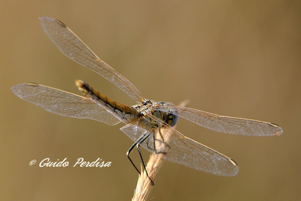 ID Sympetrum fomscolombii ??